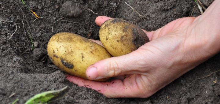 Zulassung von Pflanzenschutzmitteln: <strong>Gesunde Pflanzen, sichere Lebensmittel, geschützte Umwelt</strong>